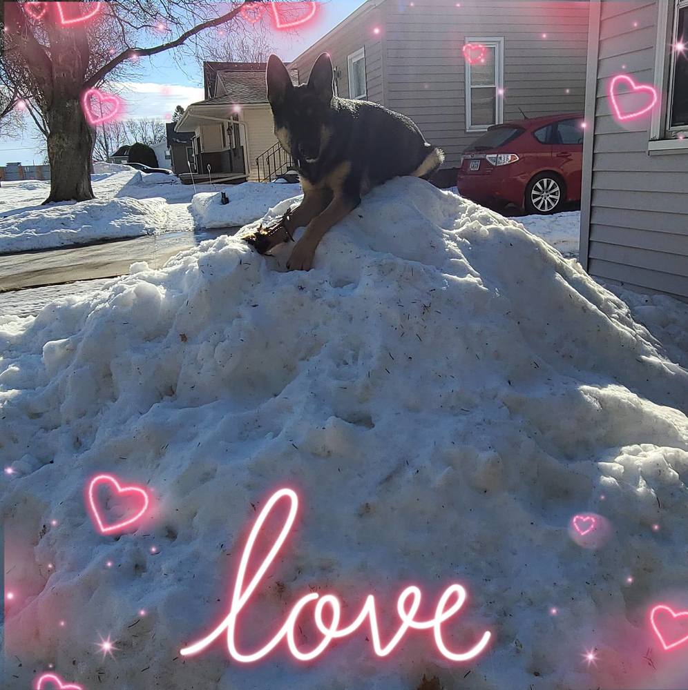 Meet your Posher, Priscilla